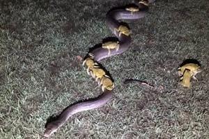 Frogs ride on snake's back to escape storm; Photo goes viral