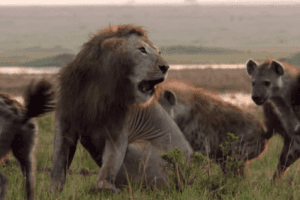 Pack Of 20 Hyenas Attack A Lion; What Happened Next Will Make Your Jaws Drop