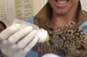 Watch: Kevin Pietersen feeds baby Indian leopard