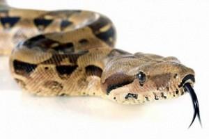 Man attempts to smuggle snake into flight by hiding it inside his pants