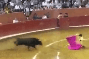 WATCH | Angry Bull Crushes Man; Twitter Reacts In The Most Unusual Way