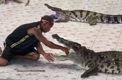 Man places hand inside crocodile\'s mouth, it takes a bite at him