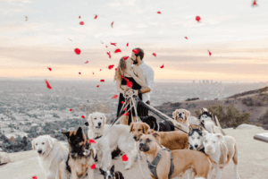 Man Proposes To Girlfriend With 16 Dogs In Attendance