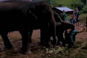 Watch - Naughty baby elephant knocks over tourist taking selfie