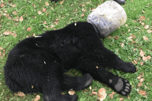 Bear Cub With Head Stuck Inside Plastic Jar Rescued After 3 Days