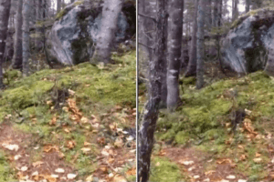 People Can't Stop Freaking Out Over This Viral Video Of The 'Breathing' Forest