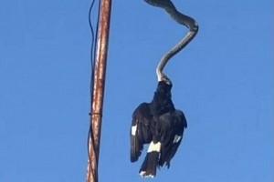 Watch - Python eats bird on TV antenna; Video will give you chills