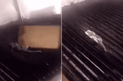 Restaurant shuts down after employees cook rat on grill