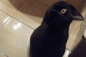 This Optical Illusion Of A 'Crow' Has Got People Freaked Out; But It's Not What It Seems