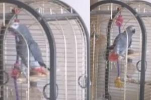 Firefighters rush after hearing alarm; Gets fooled by a parrot