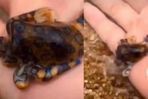 Watch - Unaware tourist holds world's venomous octopus; Video will raise your anxiety