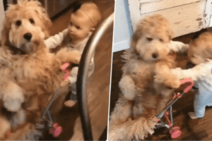 Kid Pushing Dog Off Her Ride Is The Cutest Thing On The Internet