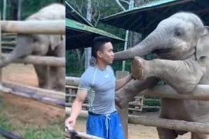 Adorable! Watch baby elephant persuade caretaker to stop work and play