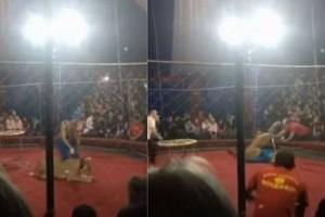 Watch - Lion slashes four-year-old girl's face at circus