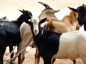 Chennai brothers held for stealing goats to help dad make movie with them in lead roles