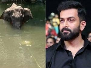 Prithviraj's post on pregnant elephant's death raises doubts as to whether it was really done on purpose!